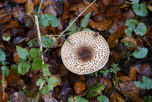 Macrolepiota procera, the parasol mushroom, is a basidiomycete fungus with a large, prominent fruiting body resembling a parasol. In the forest near Gundelshausen, Bavaria-Germany. photo