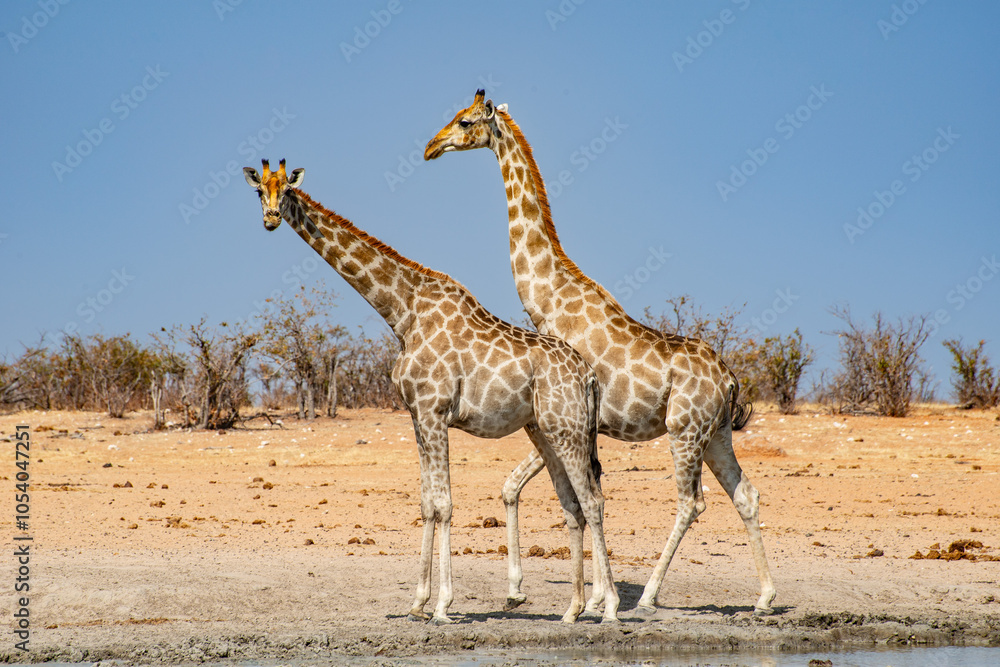 Obraz premium Zebras no Parque Nacional Etosha