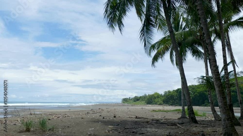 Beach with Coconut Trees and Rainforest in the Background