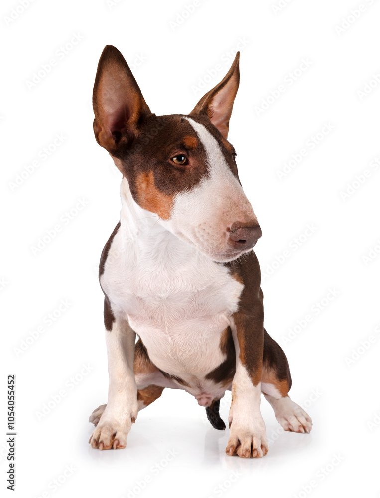 Fotografie bull terrier in studio