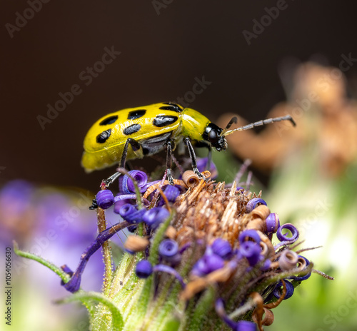 Diabrotica undecimpunctata Spotted Cucumber Beetle photo