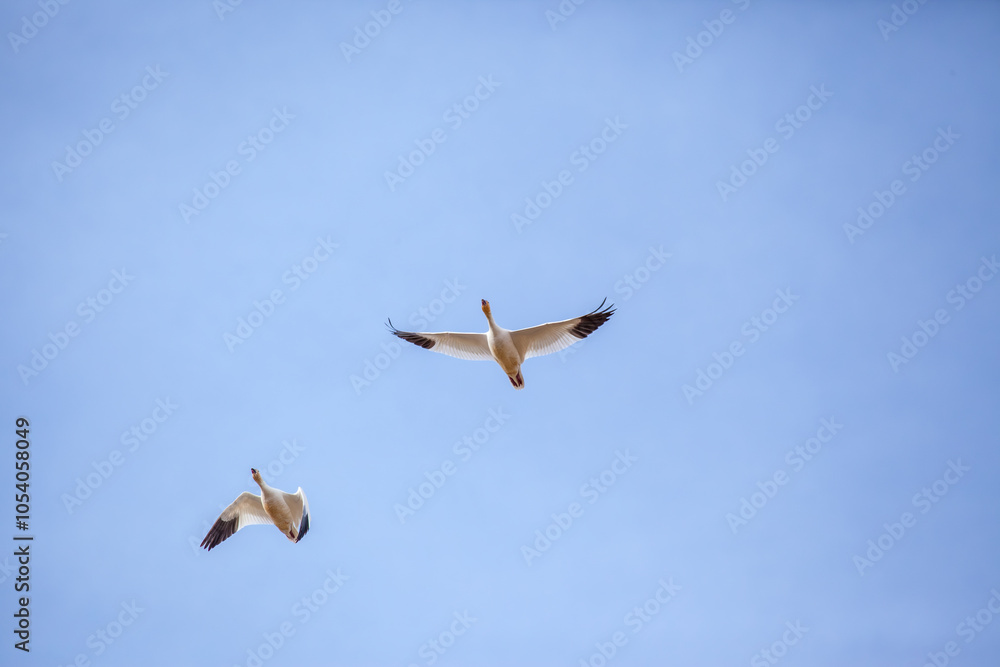 Fototapeta premium Two Migrating Birds Soaring Gracefully in the Clear Blue Sky