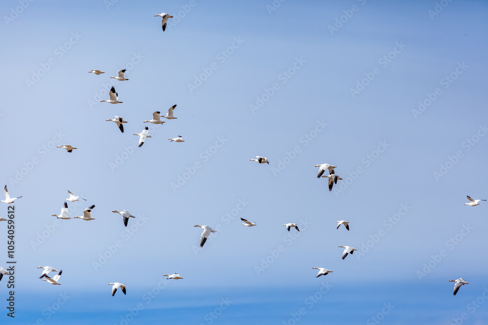 Fototapeta premium Flock of Birds Flying in Clear Blue Sky