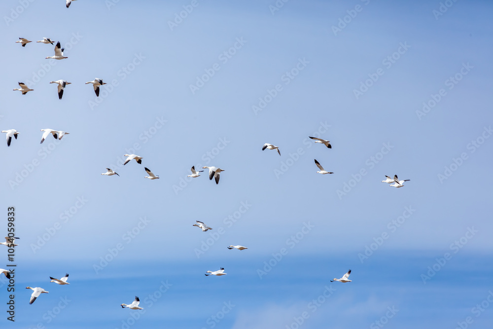 Fototapeta premium Flock of Birds Soaring in Clear Blue Sky Scenic View