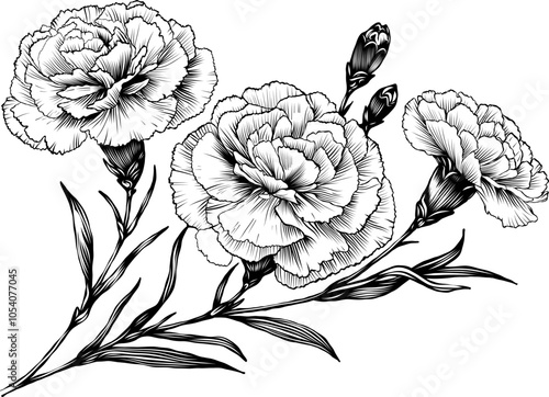 Botanical sketch. Carnation flowers. Line art illustration vector. Ideal for tattoo designs, botanical art, and decor, digital artwork and packaging 