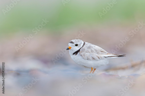 An adult piping plover (Charadrius melodus) on the beach.