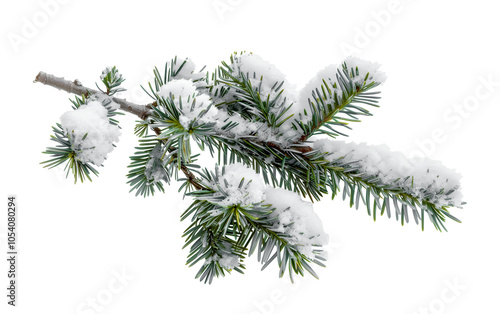 christmas wither snow pine branches isolated on whiet photo