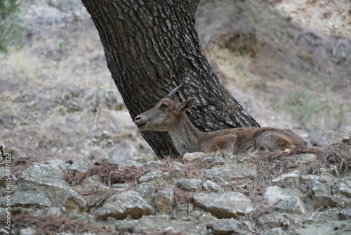 Wildlife animal Iberian ibex (Capra Pyrenaica Victoriae) in the forest in southern Spain on the Caminito del Rey in the district of Malaga, Spain. photo