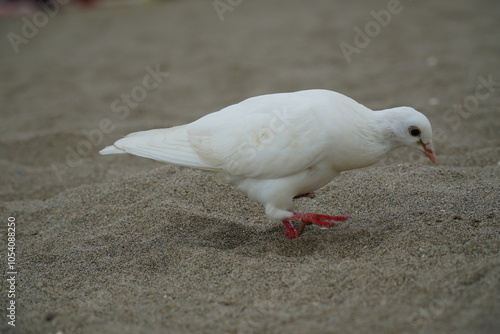 White pigeon (Columbiformes) in Benalmádena on the Mediterranean beach, looking for leftover food from tourists on the sandy beach. Malaga province, Spain, Europe.