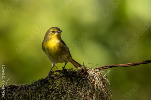 Pine warbler perched on a rock photo