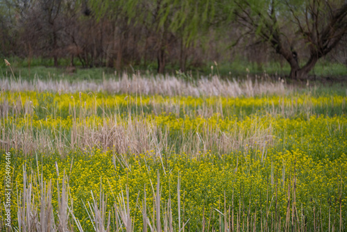 Vacaresti Natural Park, a delta formed in the center of Bucharest. Spring landscape with willows in the glade with reeds and yellow flowers