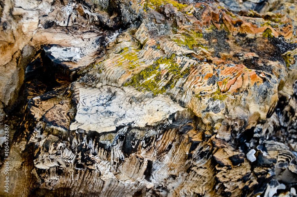 Fototapeta premium Petrified Wood