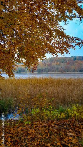 Autumnal scennery. Golden fall. photo