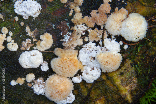 Lots of Powderpuff brackets, Postia ptychogaster, old and young, on the stump of a dead tree  photo