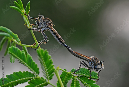 MATING ROBBER FLIES photo