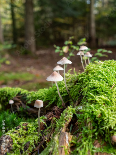 Pilze auf einem bemoosten Baumstumpf im herbstlichen Wald vor unscharfem Hintergrund