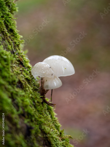 Buchen-Schleimrüblinge auf einem bemoosten Baumstumpf im Herbstwand vor softem Hintergrund