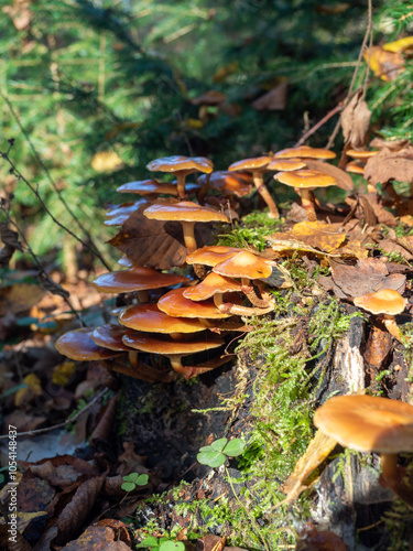 Pilze auf einem Baumstumpf im herbstlichen Wald vor unscharfem grünem Hintergrund