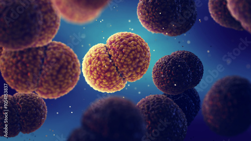 Meningitis bacteria, Neisseria meningitidis. Meningococcal meningitis is a bacterial form of meningitis, a serious infection that can be lethal in few hours or leave people with permanent disabilities