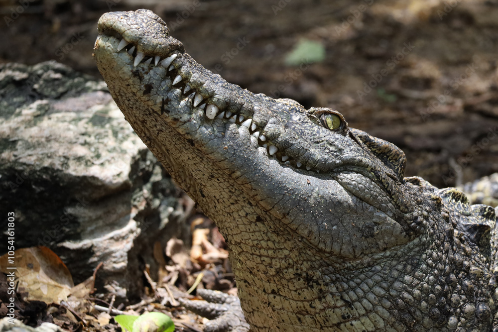 Obraz premium Close up crocodile is action show head in garden