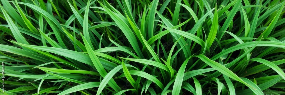 Fototapeta premium Lush green grass texture background with fresh blades, meadow, natural