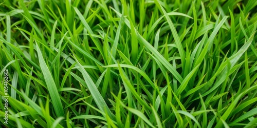 Fototapeta Naklejka Na Ścianę i Meble -  Lush green grass in a meadow, with individual blades showing texture and detail, lawn, aesthetic
