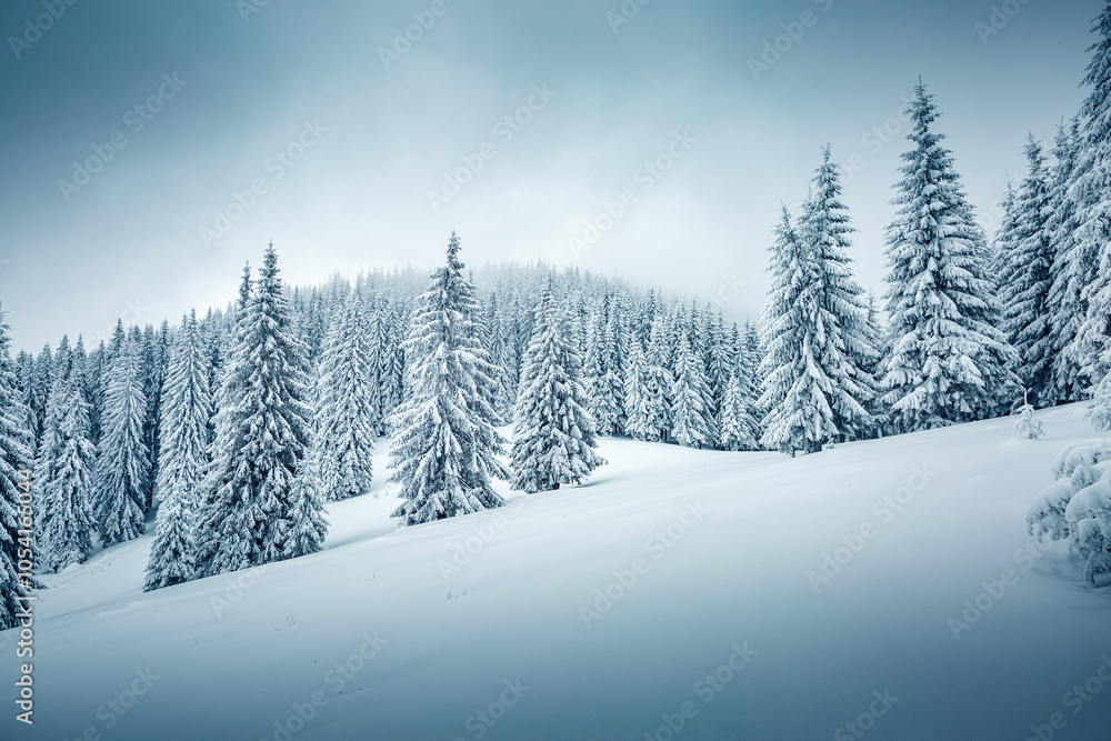 Obraz premium Tranquil winter scene of a coniferous forest with frosted Christmas trees on a gloomy foggy day. Photo wallpapers.