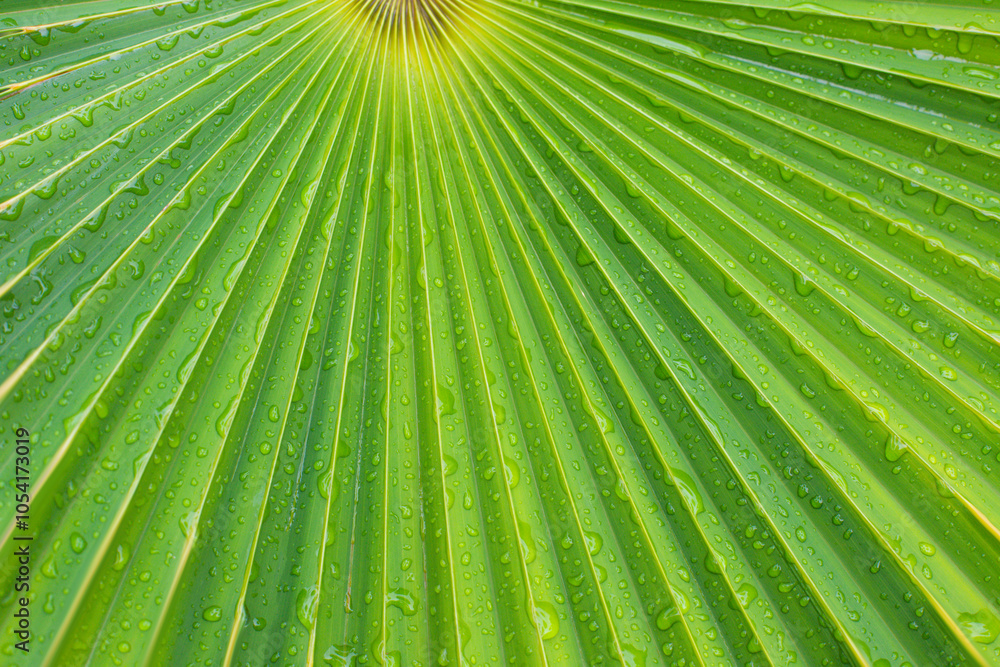 Obraz premium close up straight lines texture of green palm leaves
