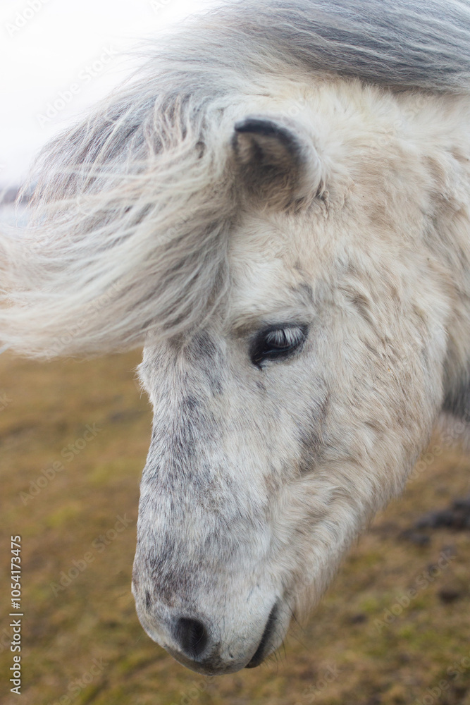 Fototapeta premium beautiful Icelandic horses with long manes are grazing and eating hay