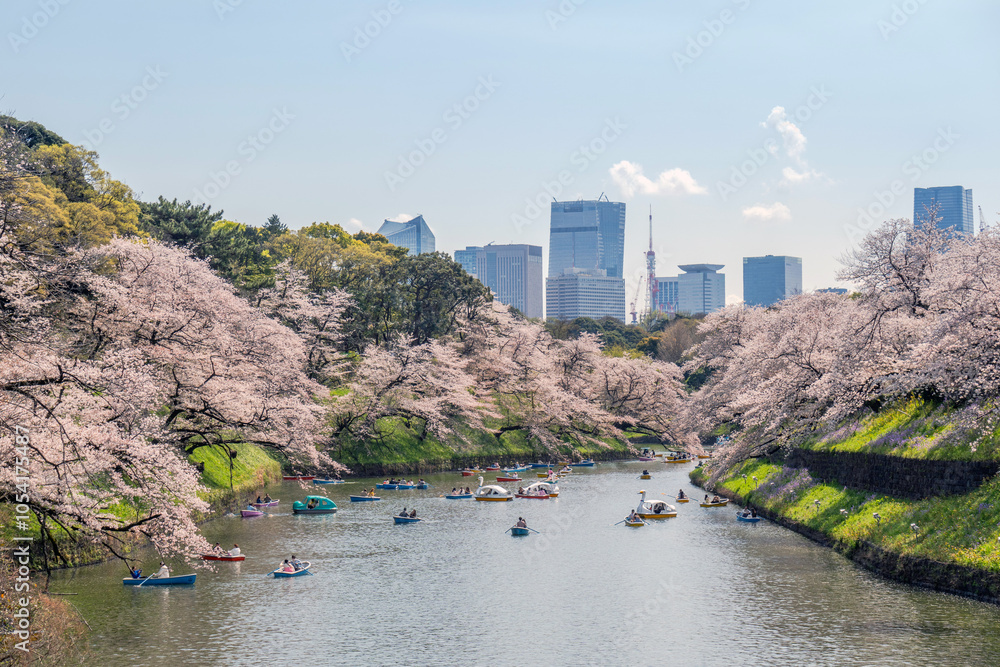 custom made wallpaper toronto digitalTokyo, Japan - Mar 30 : the unidentified traveller padding a boat to see sakura in Chidori park on Mar 30, 2023 in Tokyo, Japan