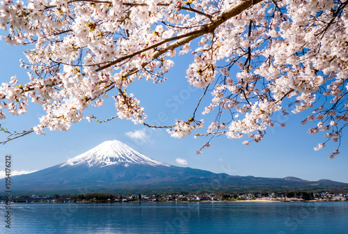 Fuji mountain and cherry blossoms Sakura in spring at Kawaguchiko, Japan.