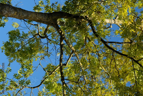 Herbstbaum Im Oktober