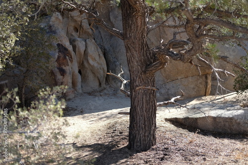Joshua Tree National Park - October 2024