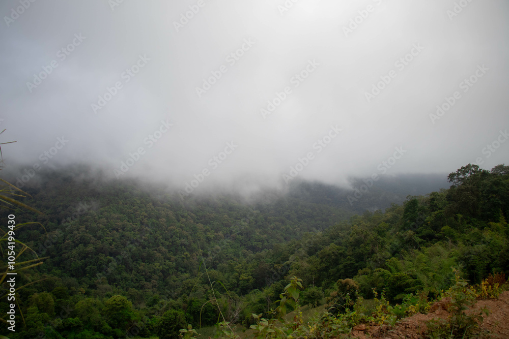 White mist that floats over mountain peaks and forests White mist that floats over mountain peaks and forests