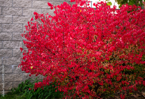 Red Burning bush Euonymus alatus Compactus tree in the garden photo