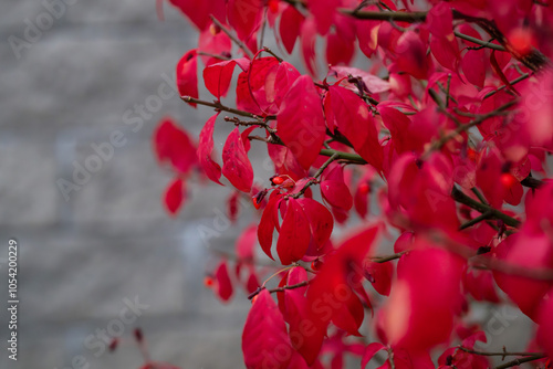 Red Burning bush Euonymus alatus Compactus tree in the garden