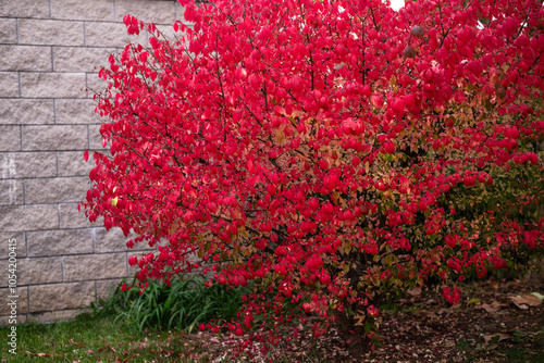 Red Burning bush Euonymus alatus Compactus tree in the garden photo