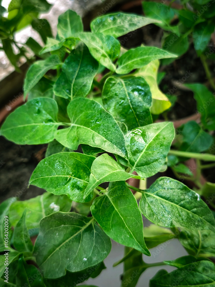 Background from fresh green leaves with water drops. Natural background of green leaves, nature abstract wallpaper. Small leaves texture background with beautiful pattern. Clean environment. Earth day Background from fresh green leaves with water drops. Natural background of green leaves, nature abstract wallpaper. Small leaves texture background with beautiful pattern. Clean environment. Earth day