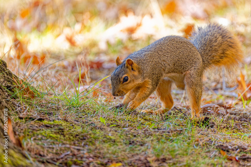 Thew fox squirrel buries food