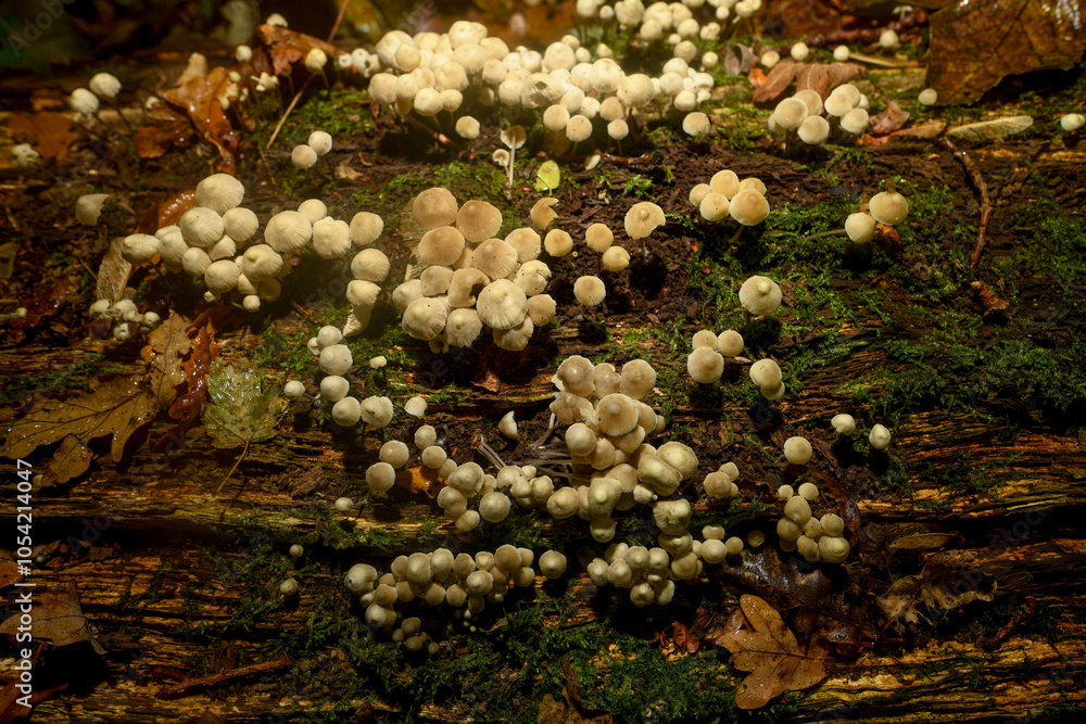 Obraz premium Small mushrooms growing in autumn on a damp, dead tree trunk.