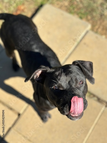 dog looking at camera with tongue out