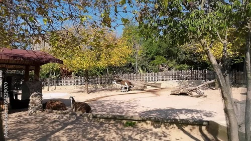 Guanacos in zoo enclosure. Istanbul, Turkey
