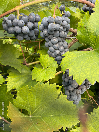 Red Zinfandel grapes on the vine at harvest time