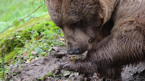 Wallpaper Mural Wildlife conservation in Yelowstone National park, USA 4K wildlife. Huge grizzly mamma bear eating grass on the green forest meadow. Brown bear or ursa bear one of the largest land mammal predators.  Torontodigital.ca