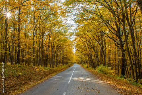 A road through the yellowed autumn forest