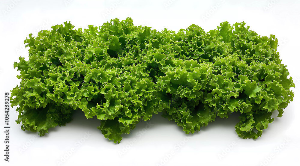 Obraz premium Lush Green Lettuce Leaves Showcased Against a Bright White Background, Embodying Freshness and Vitality