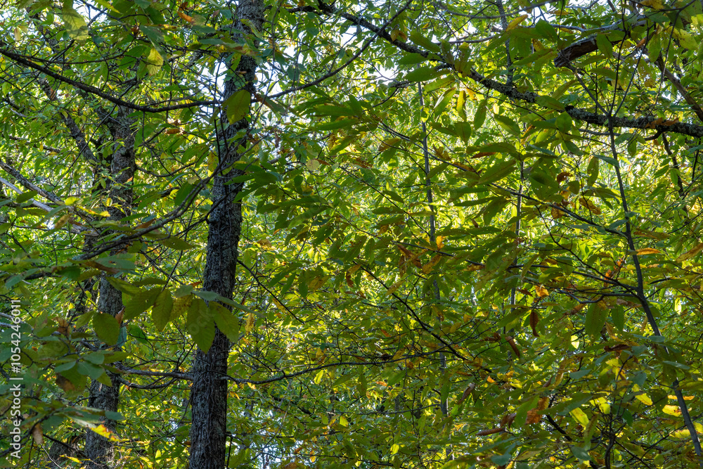 Fototapeta premium autumn landscape, between yellowish chestnut trees of autumn deciduous leaves, with some pine forests mixed