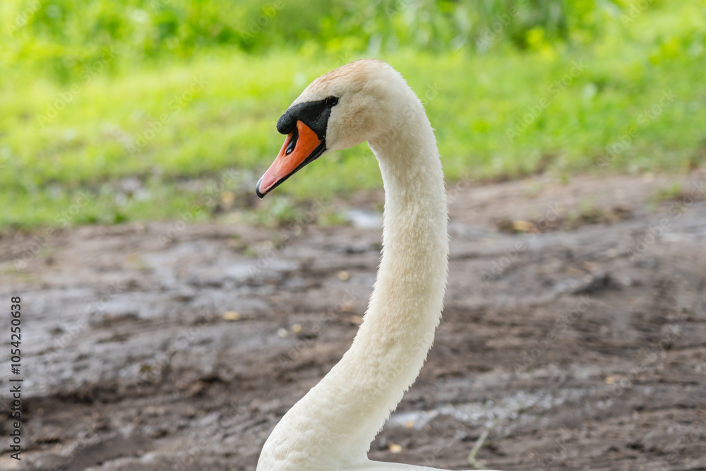 Fototapeta premium Close up view on white swan near a lake