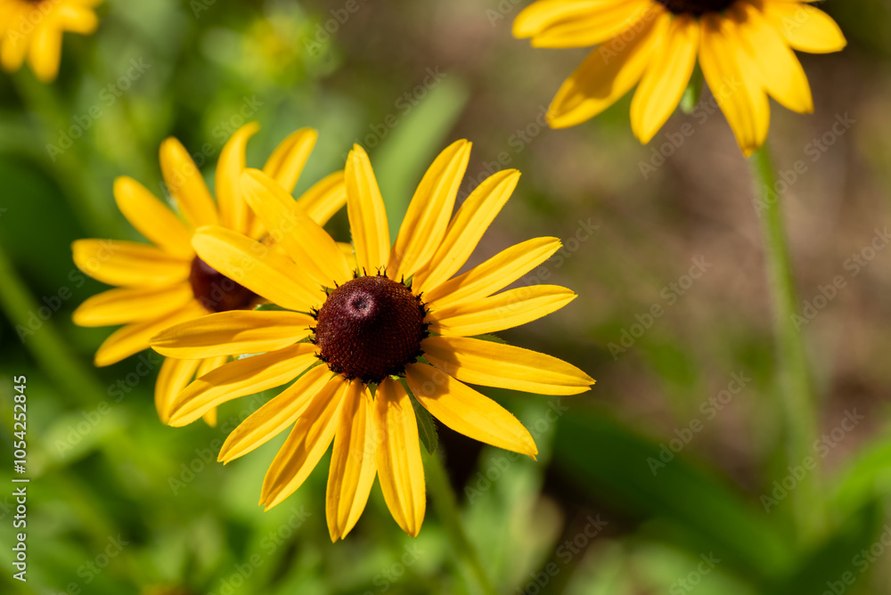 group of Black-eyed susan flowers on a hot summer day. group of Black-eyed susan flowers on a hot summer day.