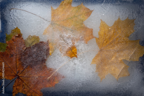 autumn yellow leaves in ice on a blue background